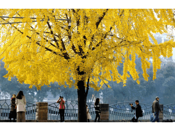 邁世視野：成都環衛工拋銀杏葉視頻意外走紅，快樂原來如此簡單